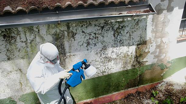 Top rated local Mold Cleanup specialists in Wayne, PA